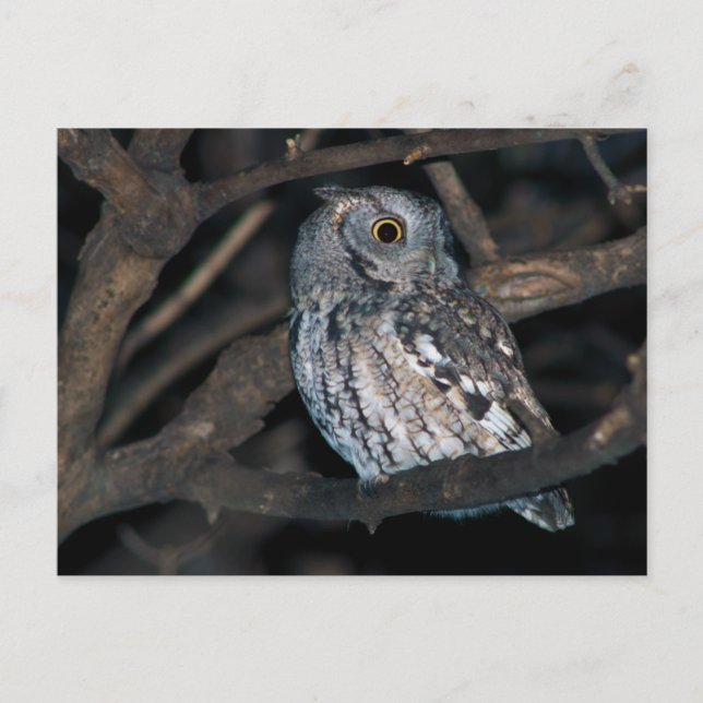 Carte Postale Gray Morph Ecran de l'EstChouette à la nuit (Devant)