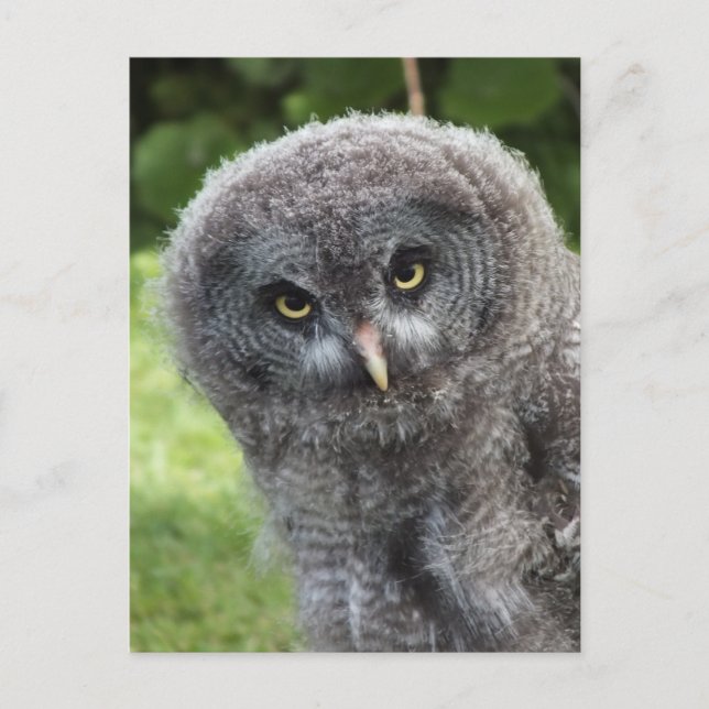CARTE POSTALE GRAY OWL (Devant)