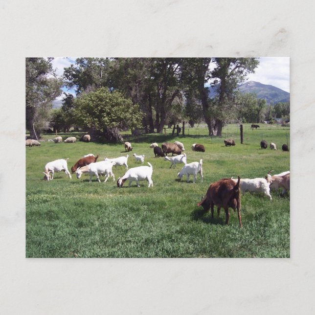 Carte Postale Grazing Goats (Devant)