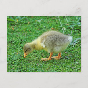 Carte Postale Grazing Gosling. Lac Roath Park, Cardiff, Pays de 