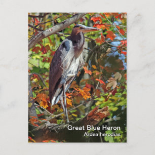 Carte postale Great Blue Heron
