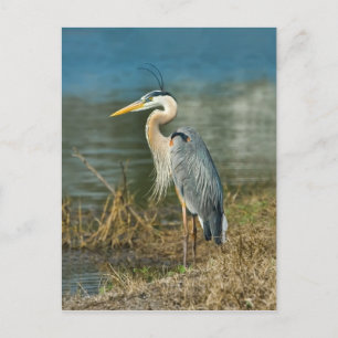 Carte postale Great Blue Heron Bird