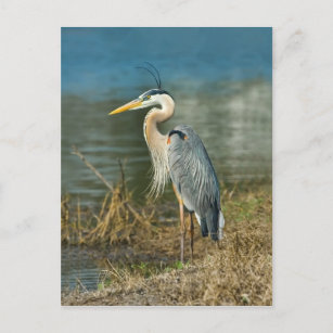 Carte postale Great Blue Heron Bird