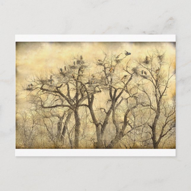 Carte Postale Great Blue Heron Colonies Art (Devant)