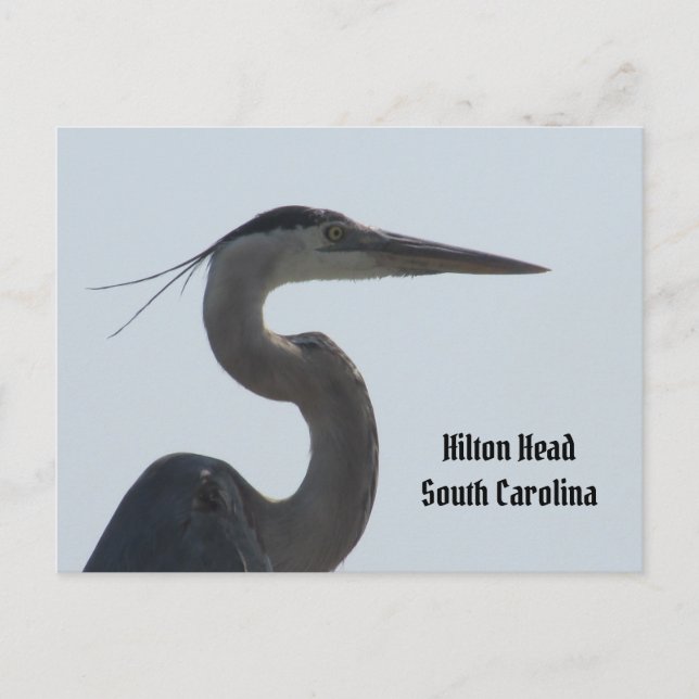Carte postale Great Blue Heron Hilton Head SC (Devant)