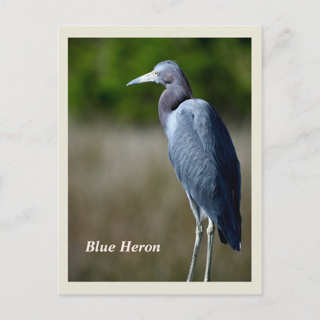 Carte postale Great Blue Heron Holiday (Devant)