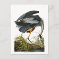 Great Blue Heron, John James Audubon Fine Art