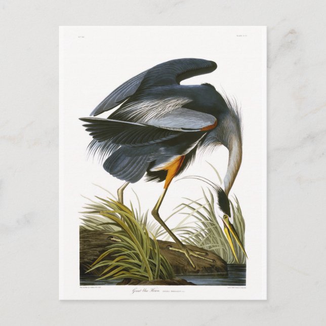Carte Postale Great Blue Heron, John James Audubon Fine Art (Devant)