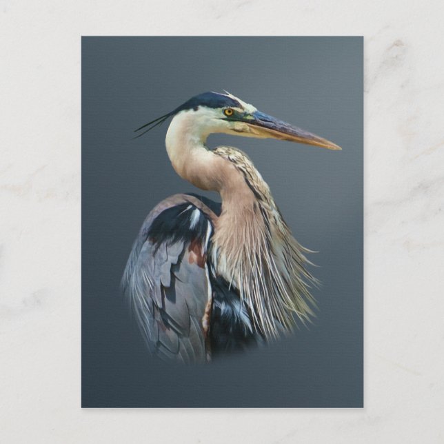 Carte Postale Great Blue Heron Postcard (Devant)