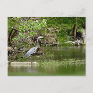 Carte Postale Great Blue Heron Tennessee la faune de la rivière