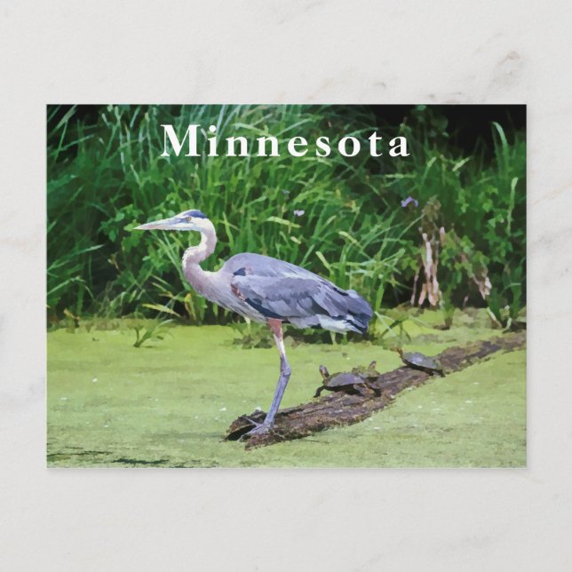 Carte Postale Great Blue Heron Turtles Green Lake (Devant)