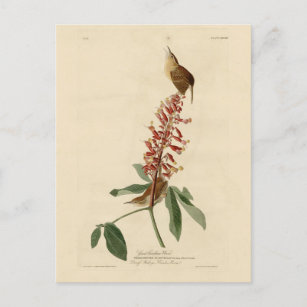 Carte Postale Great Carolina Wren - Audubon's Birds of America