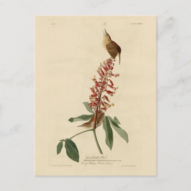 Carte Postale Great Carolina Wren - Audubon's Birds of America (Devant)