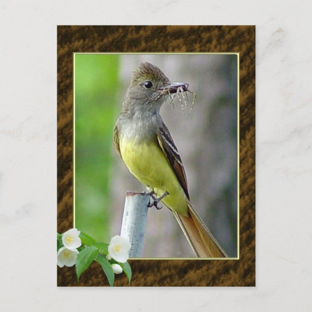Carte postale Great Crested Flycatcher 2 (Devant)