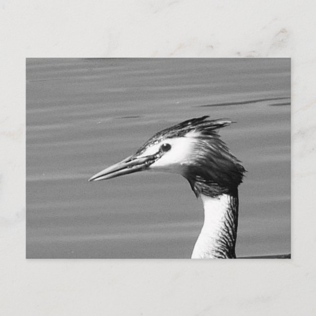 Carte postale Great Crested Grebe (Devant)