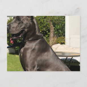 Carte postale Great Dane Dog