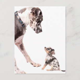 Carte Postale Great Dane et chihuahua