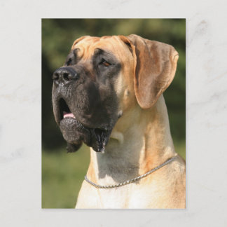 Carte Postale Great Dane - fawn / Dogge allemand - jaune