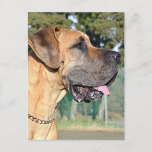 Carte postale Great Dane Photo