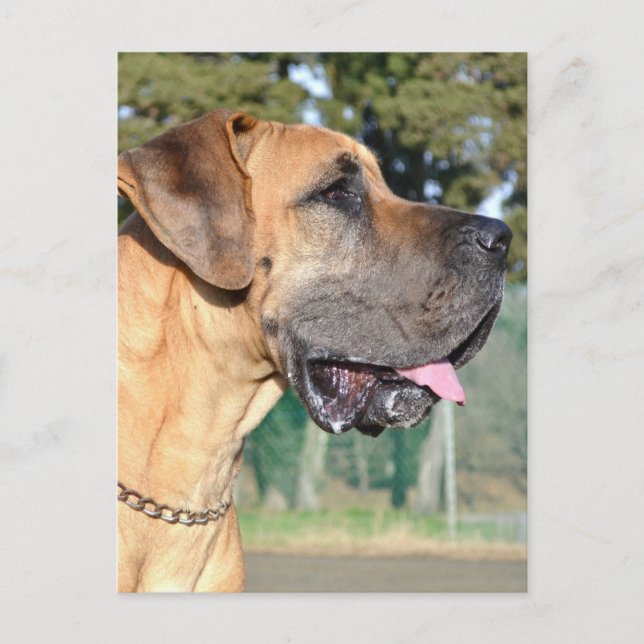 Carte postale Great Dane Photo (Devant)