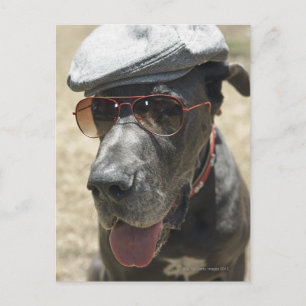 Carte Postale Great Dane portant casquette et lunettes de soleil
