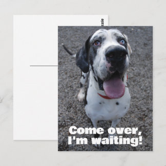 Carte Postale Great Dane waiting for you 