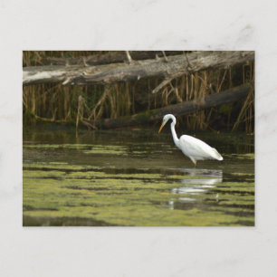 Carte Postale Great Egret bird in the water