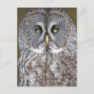 Carte Postale Great gray owl close-up