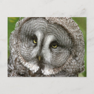 Carte postale Great Grey Owl