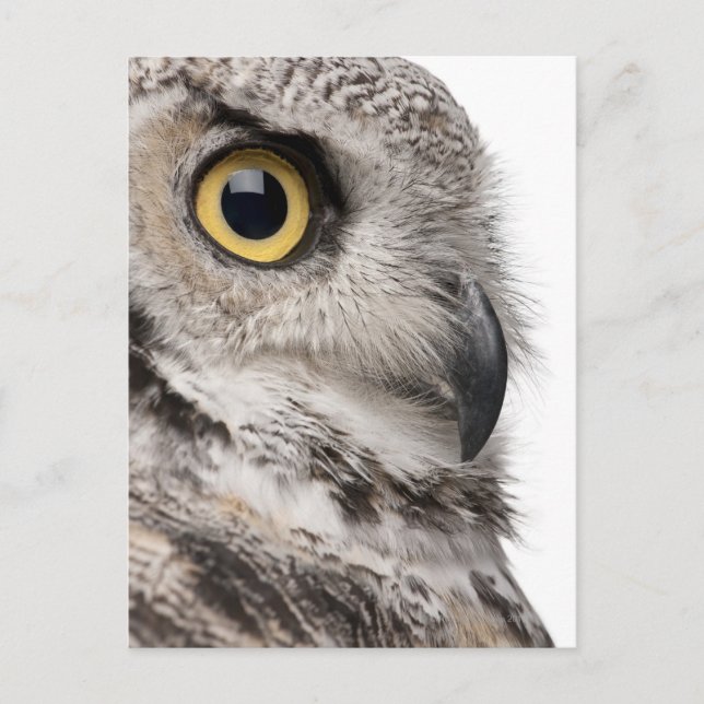 Carte Postale Great Horned Owl (Devant)