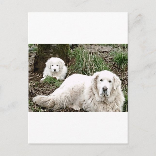 Carte Postale Great Pyrenees Dog and puppy (Devant)