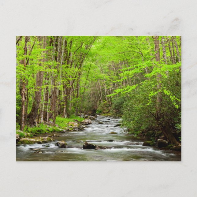 Carte Postale Great Smoky Mountains National Park Caroline du No (Devant)