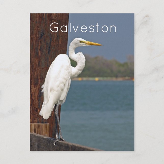 Carte postale Great White Egret (Devant)