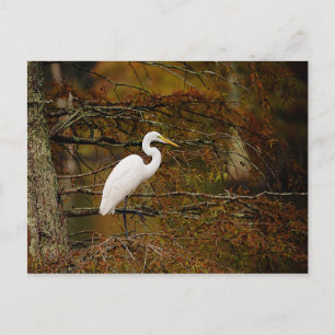 Carte postale Great White Egret in Fall Colours