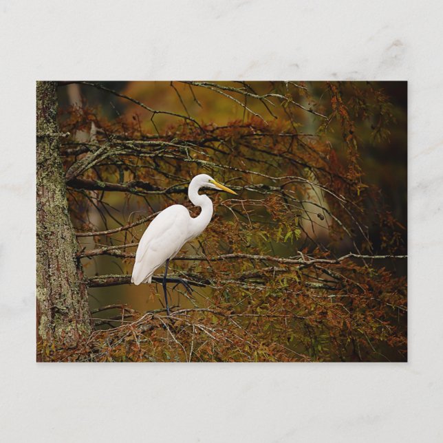 Carte postale Great White Egret in Fall Colours (Devant)