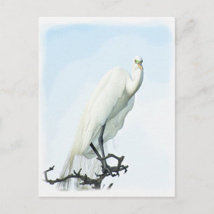 Carte Postale Great White Heron Portrait Animal Photography