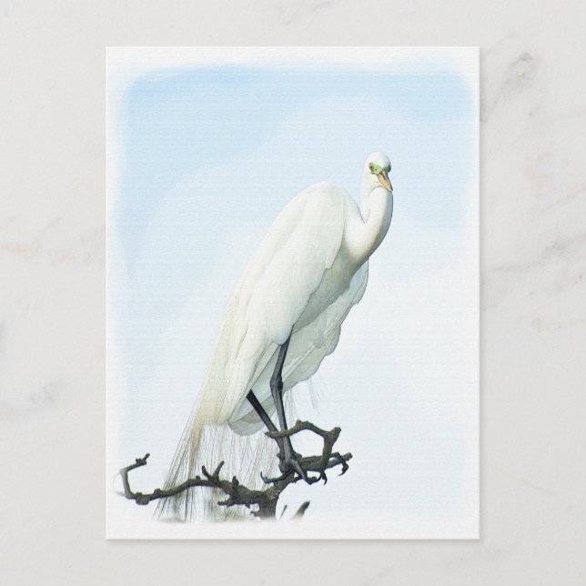 Carte Postale Great White Heron Portrait Animal Photography (Devant)