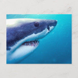 Carte Postale Great White Shark   Afrique du Sud