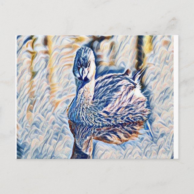 Carte Postale Grebe (Devant)