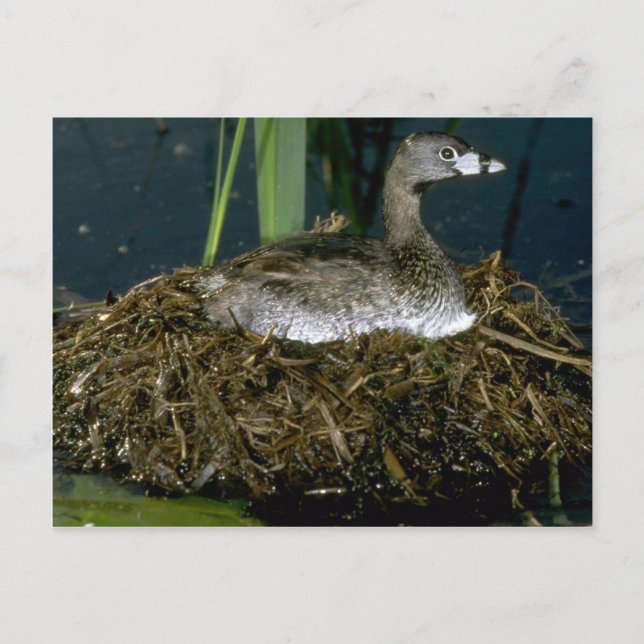 Carte Postale Grebe à bec roux sur le nid (Devant)