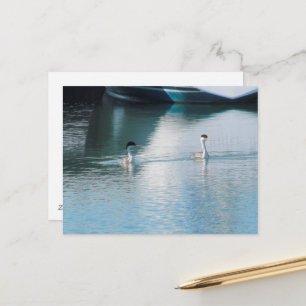 Carte postale - Grèbe à cou blanc dans le port (hr