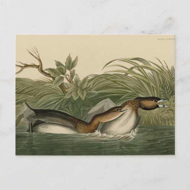 Carte Postale Grebe from Audubon's Birds of America (Devant)