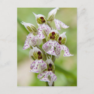 Carte Postale Grèce, Crète. Orchidée en fleurs Orchis