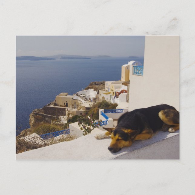 Carte Postale Grèce, Santorin Island, Oia City, chien en sommeil (Devant)
