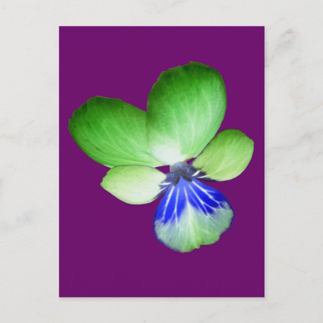 Carte postale Green and Blue Pansy (Devant)