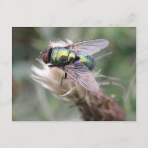Carte postale Green Bottle Fly