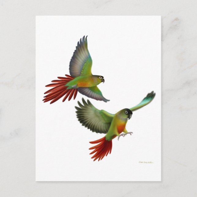 Carte postale Green Cheek Conure (Devant)