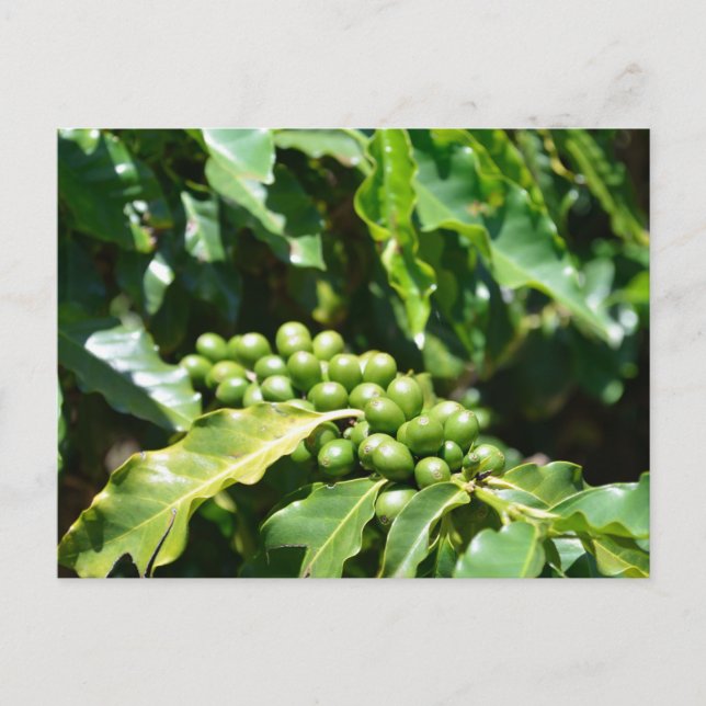 Carte postale Green Coffee Berries (Devant)