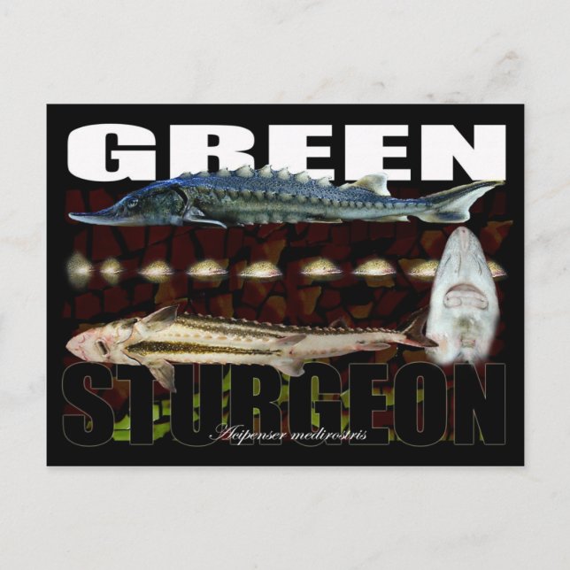 Carte Postale Green-Collage (Devant)