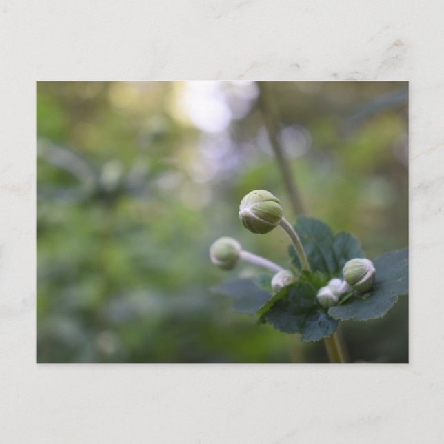 Carte Postale Green Flower Bud Jardin Nature Photographie Floral (Devant)